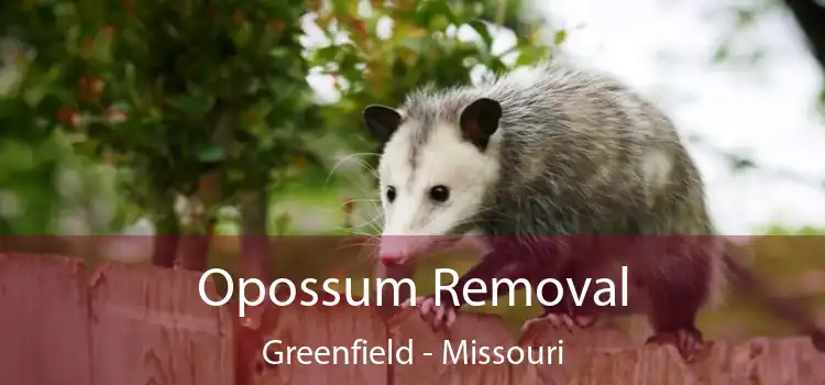 Opossum Removal Greenfield - Missouri