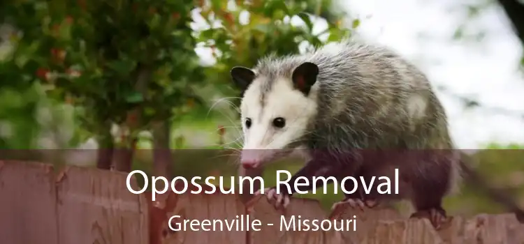 Opossum Removal Greenville - Missouri