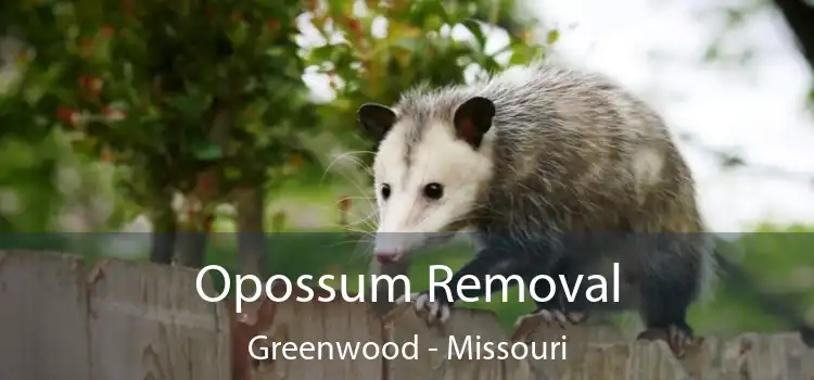 Opossum Removal Greenwood - Missouri