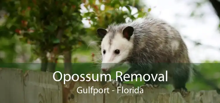 Opossum Removal Gulfport - Florida