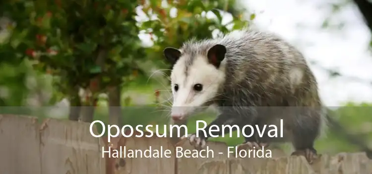 Opossum Removal Hallandale Beach - Florida
