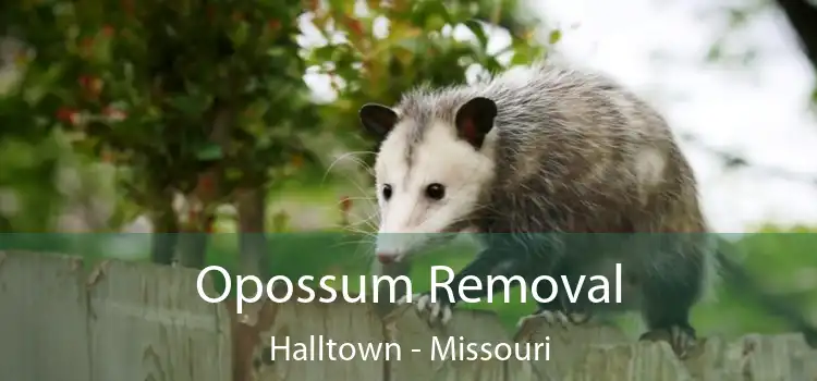 Opossum Removal Halltown - Missouri