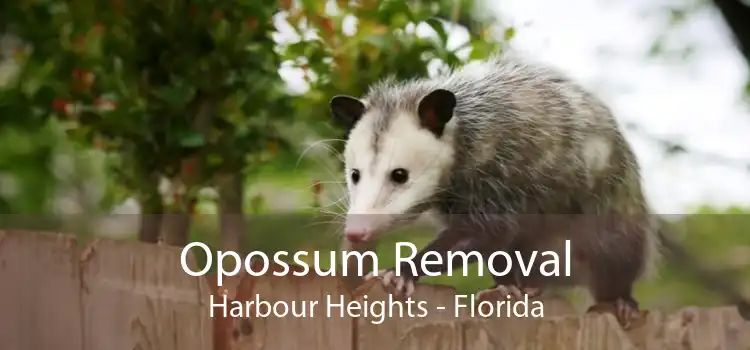 Opossum Removal Harbour Heights - Florida