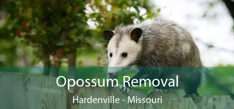 Opossum Removal Hardenville - Missouri