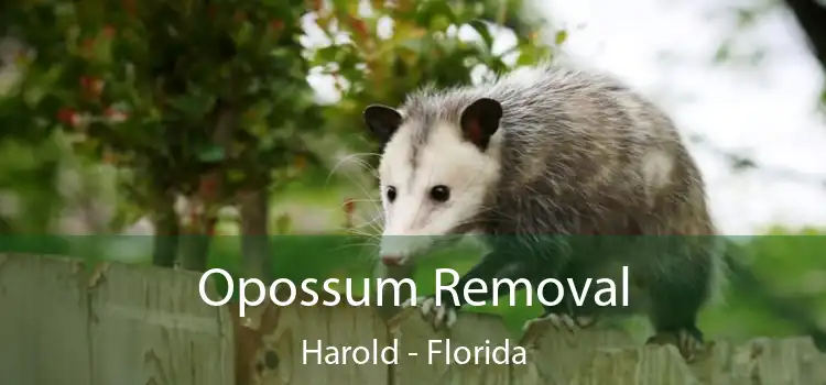 Opossum Removal Harold - Florida