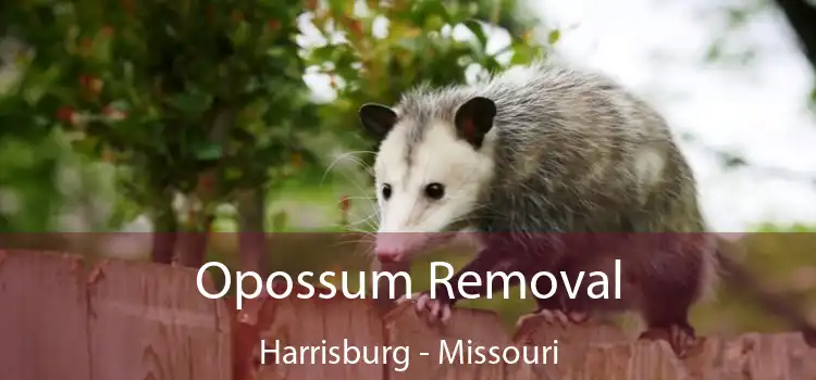 Opossum Removal Harrisburg - Missouri