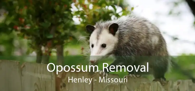 Opossum Removal Henley - Missouri