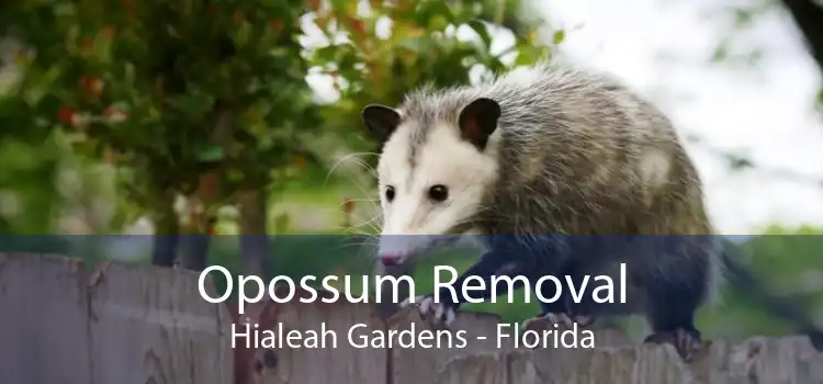 Opossum Removal Hialeah Gardens - Florida