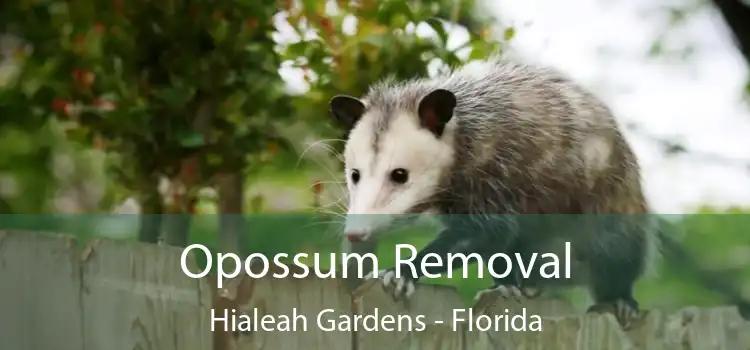 Opossum Removal Hialeah Gardens - Florida