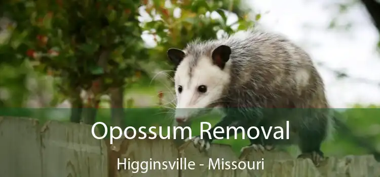 Opossum Removal Higginsville - Missouri