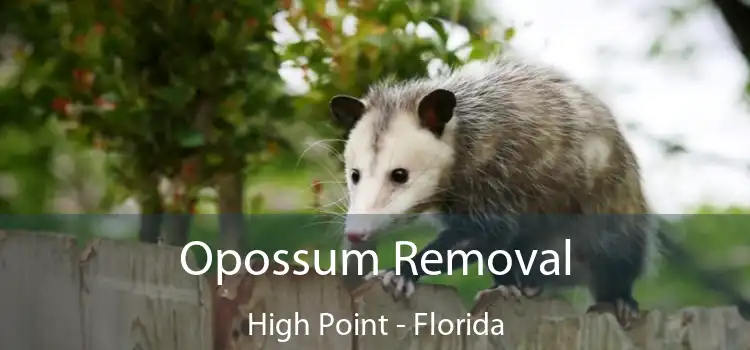 Opossum Removal High Point - Florida