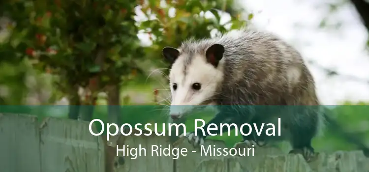 Opossum Removal High Ridge - Missouri