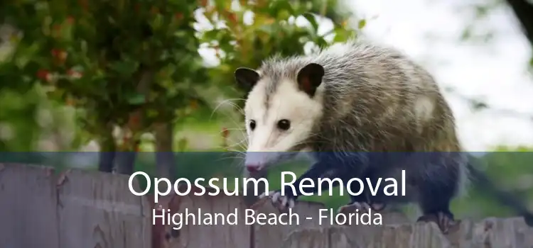 Opossum Removal Highland Beach - Florida