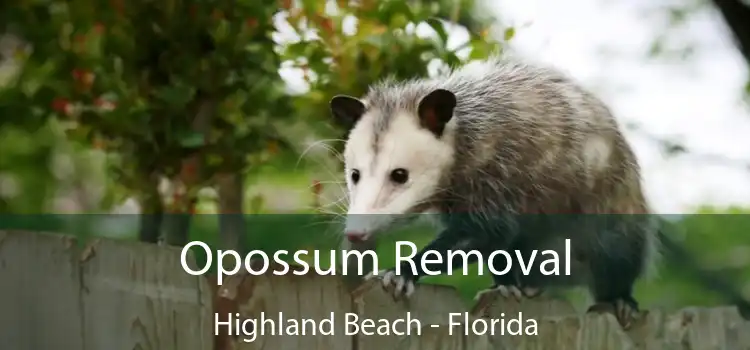 Opossum Removal Highland Beach - Florida