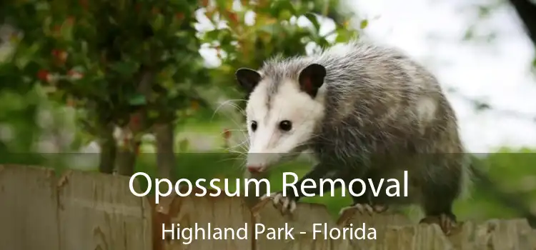 Opossum Removal Highland Park - Florida