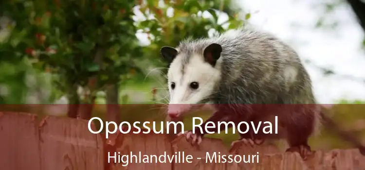 Opossum Removal Highlandville - Missouri