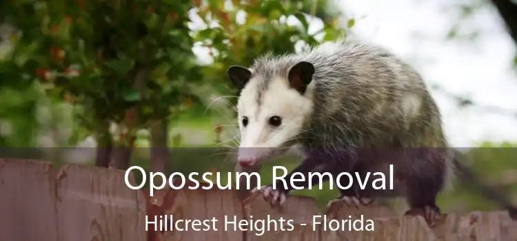 Opossum Removal Hillcrest Heights - Florida