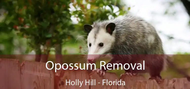 Opossum Removal Holly Hill - Florida