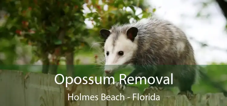 Opossum Removal Holmes Beach - Florida