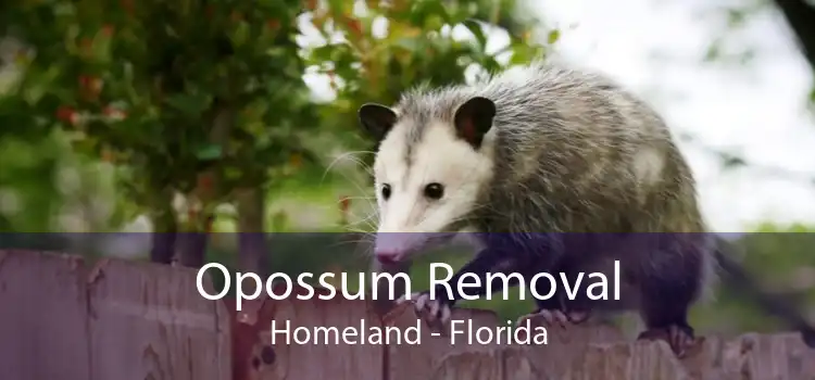Opossum Removal Homeland - Florida