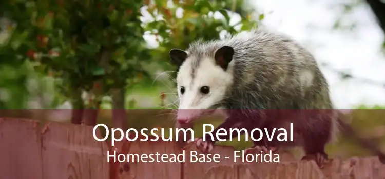 Opossum Removal Homestead Base - Florida