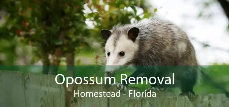 Opossum Removal Homestead - Florida