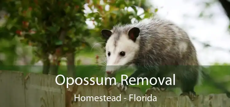 Opossum Removal Homestead - Florida