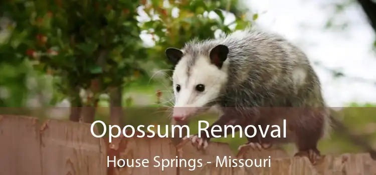 Opossum Removal House Springs - Missouri