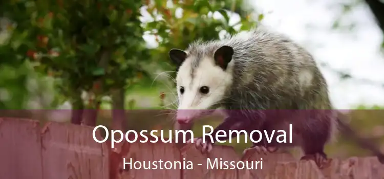 Opossum Removal Houstonia - Missouri