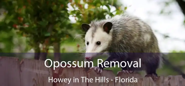 Opossum Removal Howey in The Hills - Florida