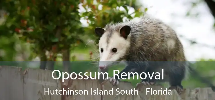 Opossum Removal Hutchinson Island South - Florida