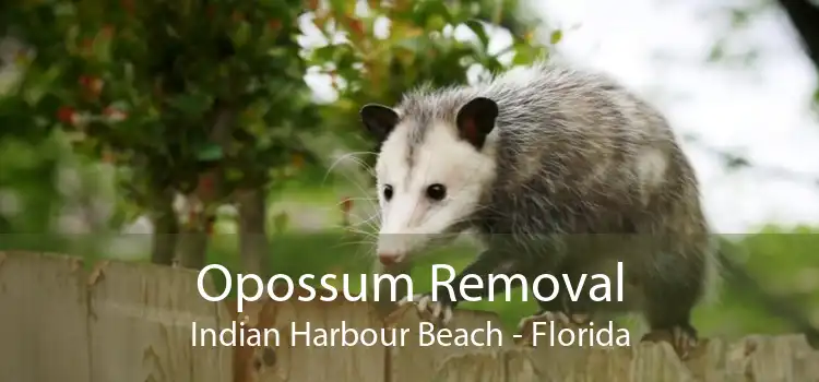 Opossum Removal Indian Harbour Beach - Florida