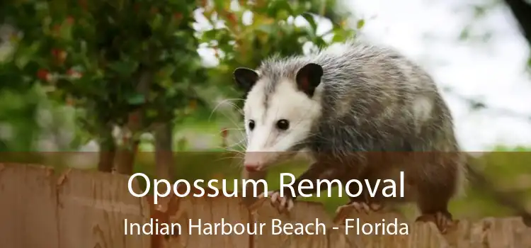 Opossum Removal Indian Harbour Beach - Florida