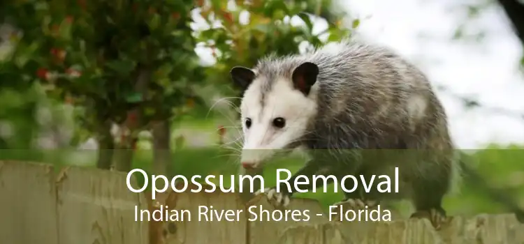 Opossum Removal Indian River Shores - Florida