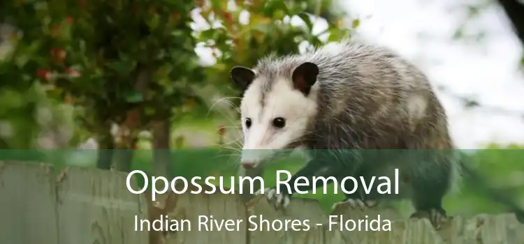 Opossum Removal Indian River Shores - Florida