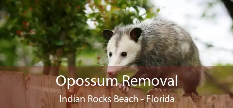 Opossum Removal Indian Rocks Beach - Florida