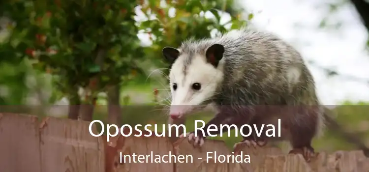 Opossum Removal Interlachen - Florida