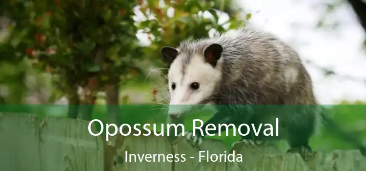 Opossum Removal Inverness - Florida