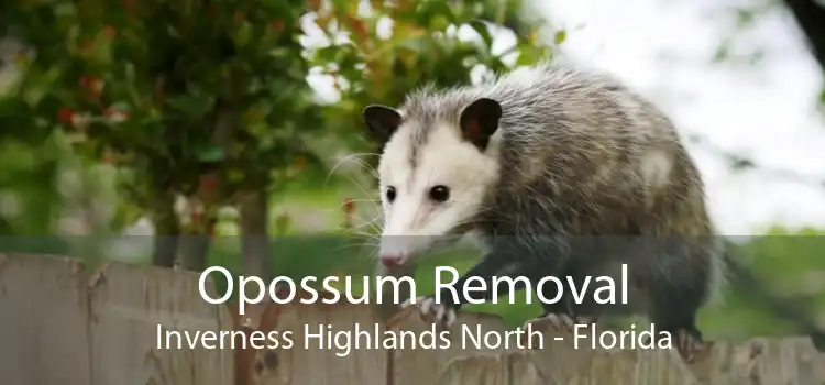 Opossum Removal Inverness Highlands North - Florida