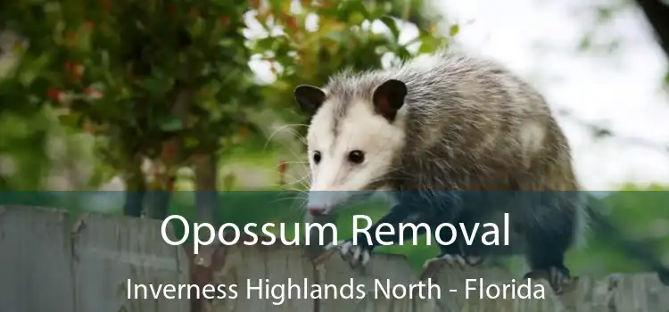 Opossum Removal Inverness Highlands North - Florida