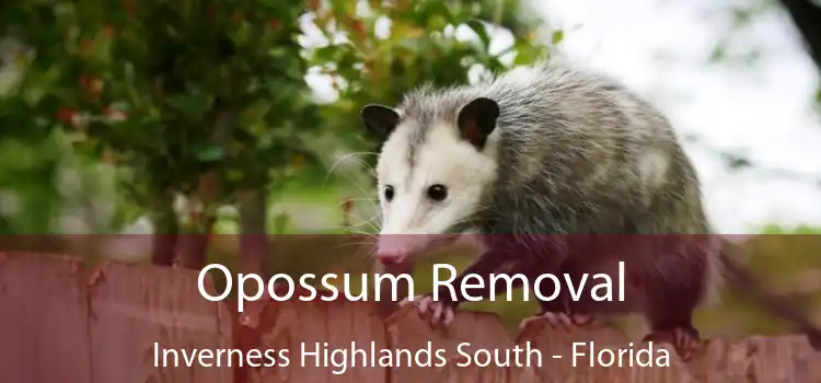 Opossum Removal Inverness Highlands South - Florida