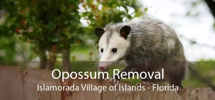 Opossum Removal Islamorada Village of Islands - Florida