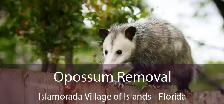 Opossum Removal Islamorada Village of Islands - Florida