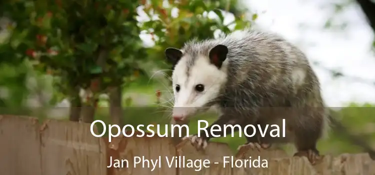 Opossum Removal Jan Phyl Village - Florida