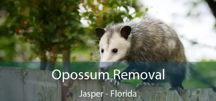 Opossum Removal Jasper - Florida