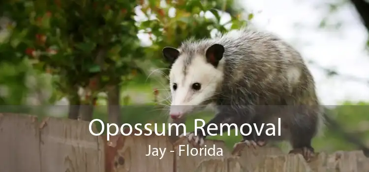 Opossum Removal Jay - Florida