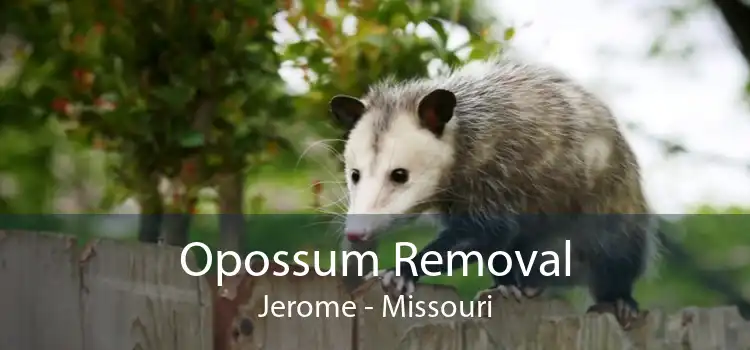 Opossum Removal Jerome - Missouri