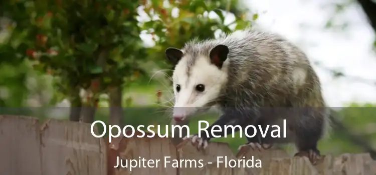 Opossum Removal Jupiter Farms - Florida