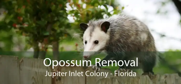 Opossum Removal Jupiter Inlet Colony - Florida