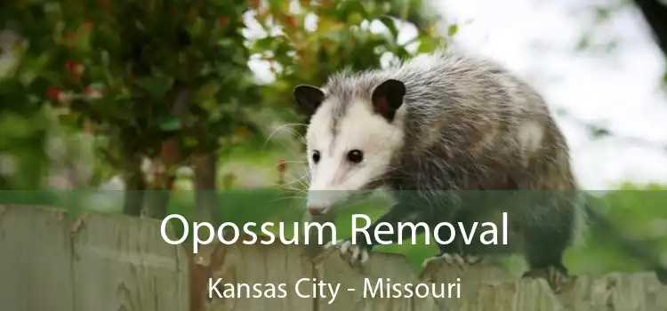 Opossum Removal Kansas City - Missouri